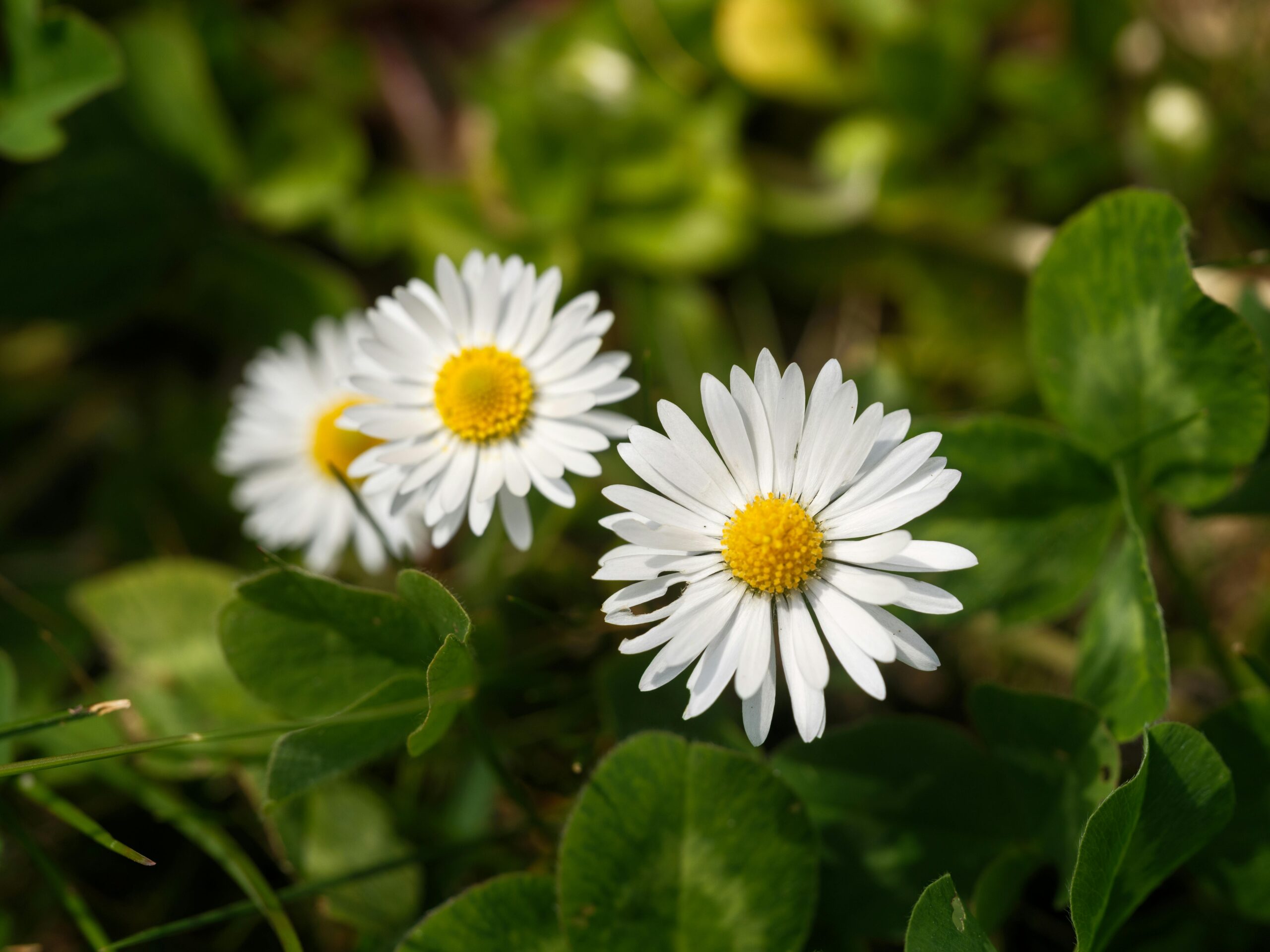 Madeliefjes bellis perennis bij de gratis mini-gids leer kijken als een bioloog