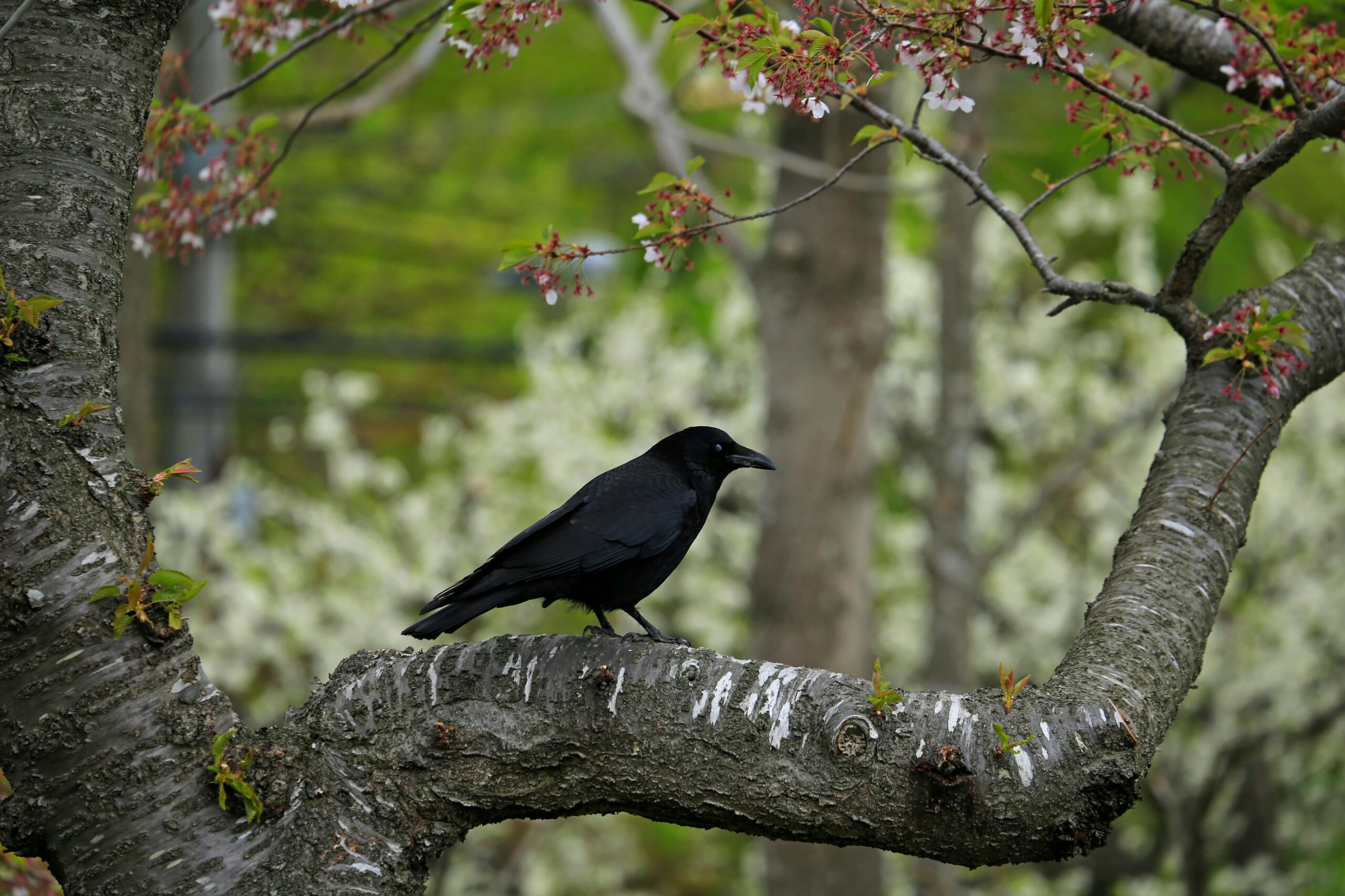 zwarte kraai, vogelvriendelijke tuin