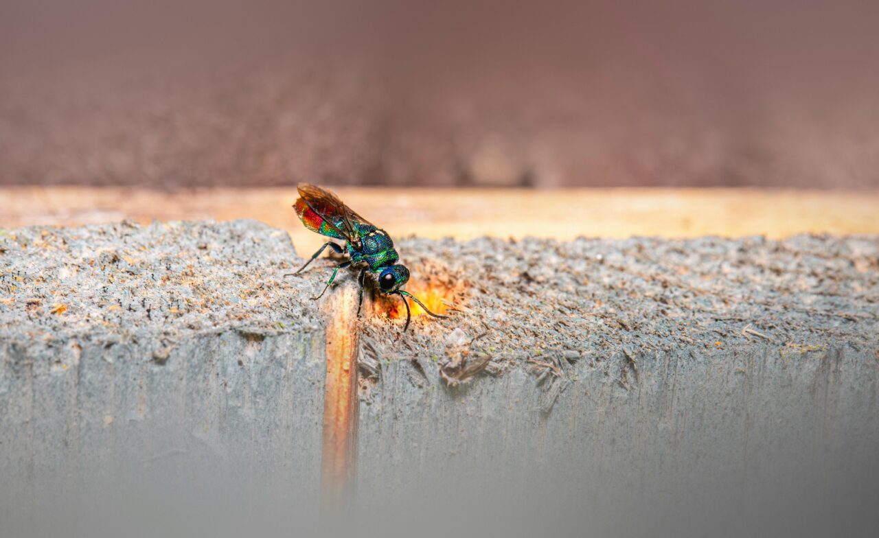 Waarom zit er niets in mijn bijenhotel?