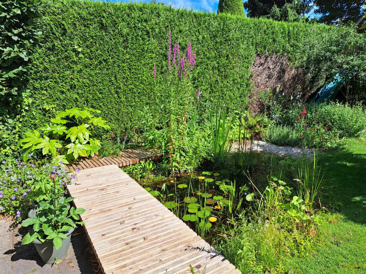 Niet alles in mijn tuin is inheems; dat is geen toeval